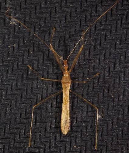 Debilia sp.